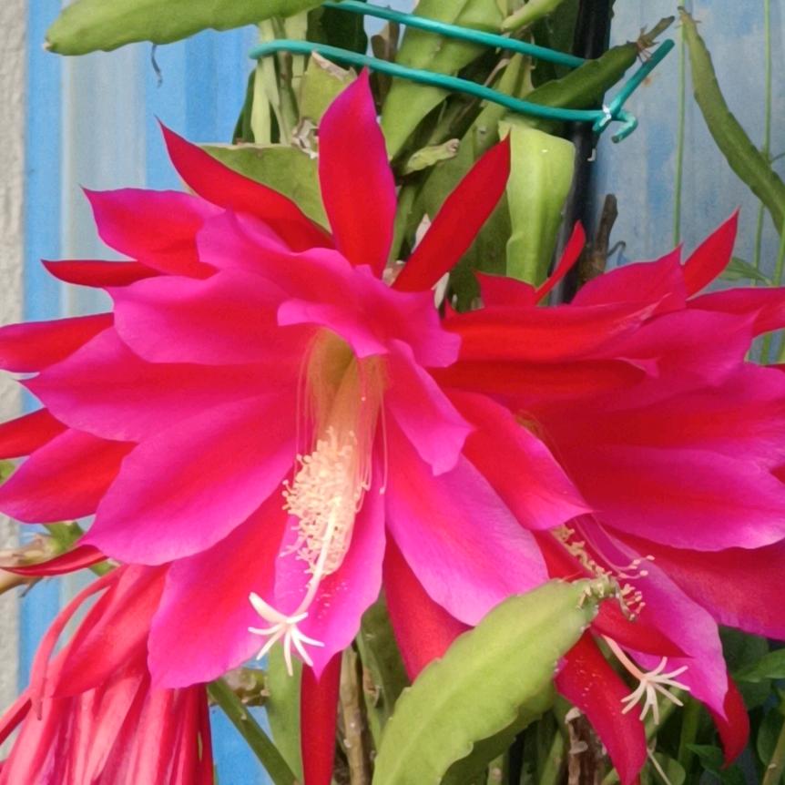 昙花一现