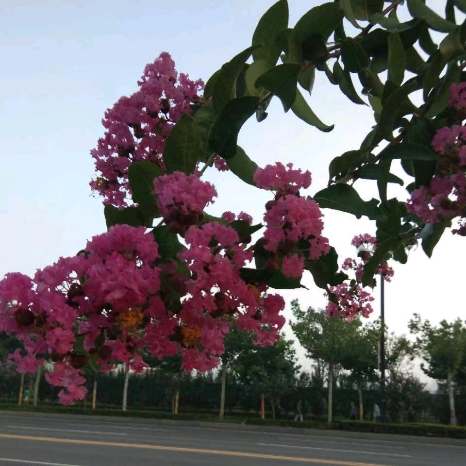 苏杭