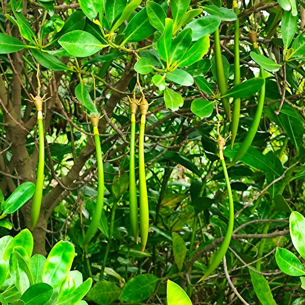 看那漂落的树叶