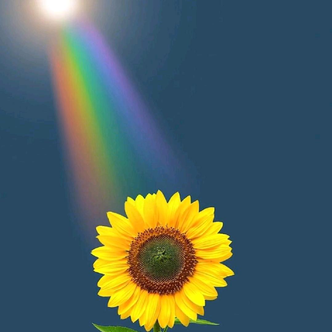 ༄༊࿆小太阳ོྂཾ࿆࿐