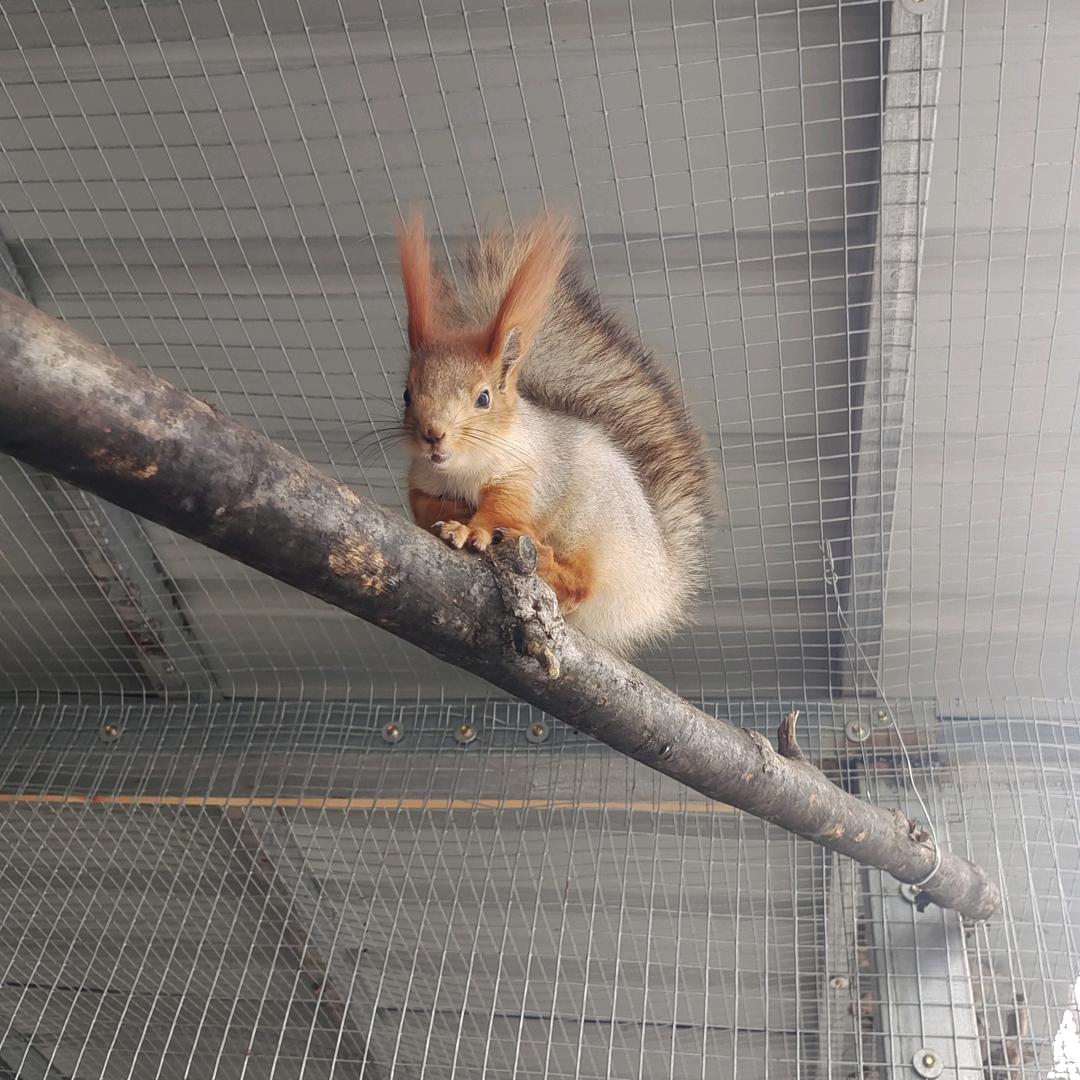 松鼠养殖基地@
