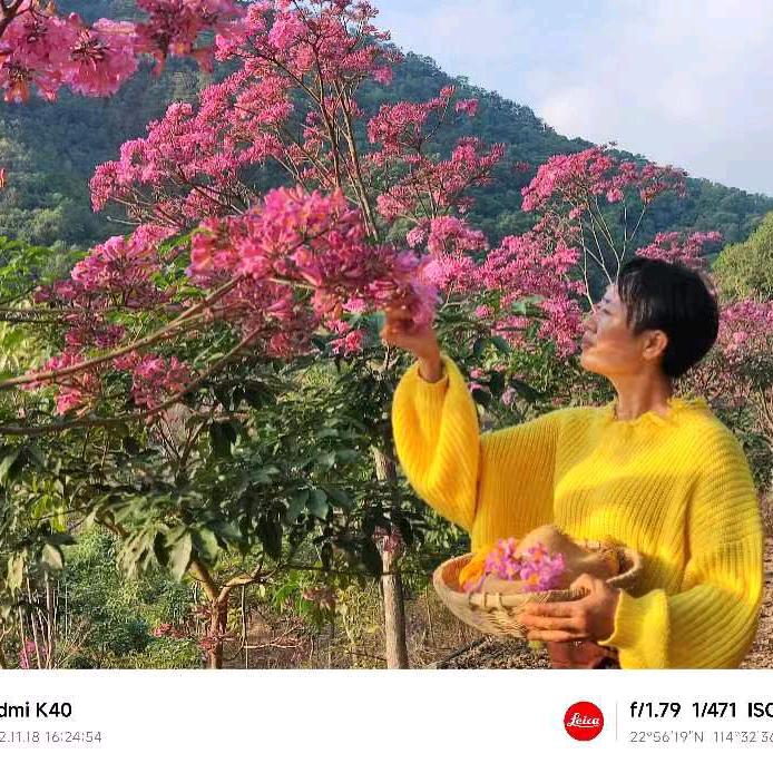 风铃木花园
