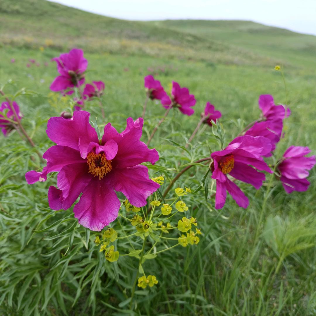 花花