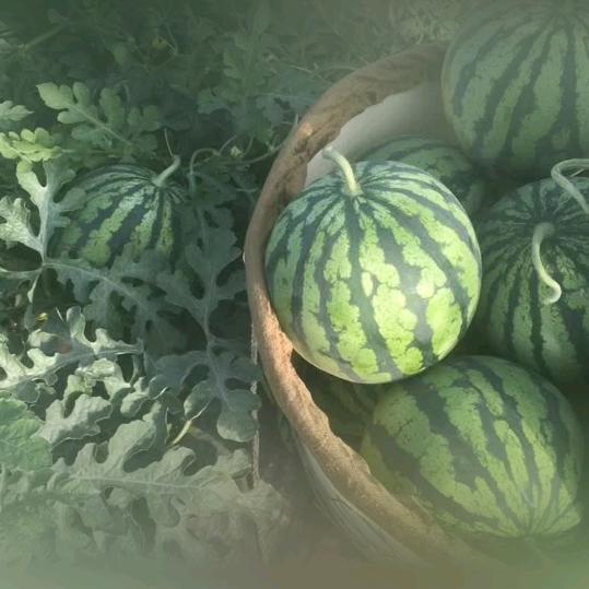 段大菊西瓜户