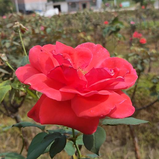 风雨同行(客家人小张)