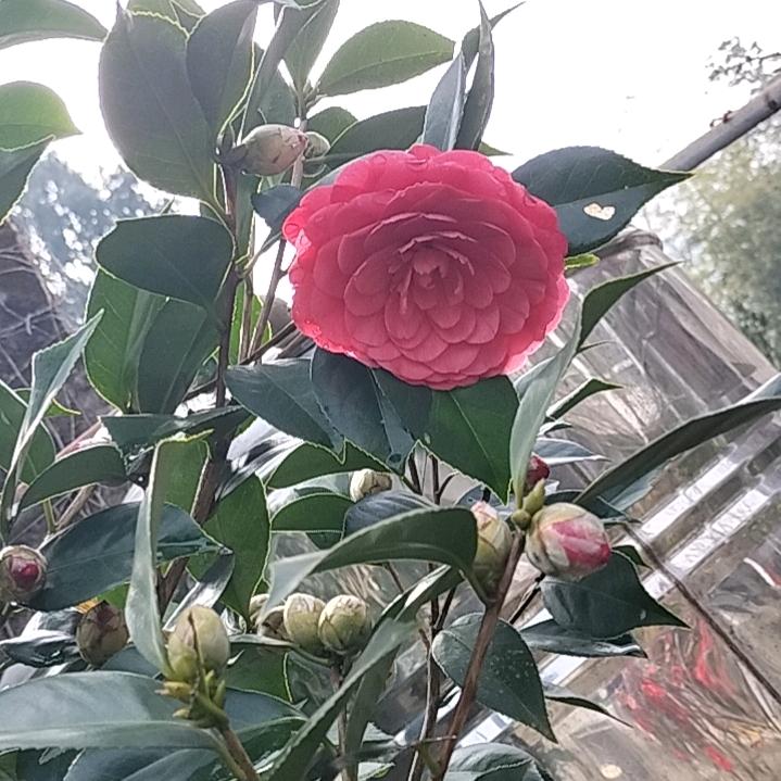 斗魂