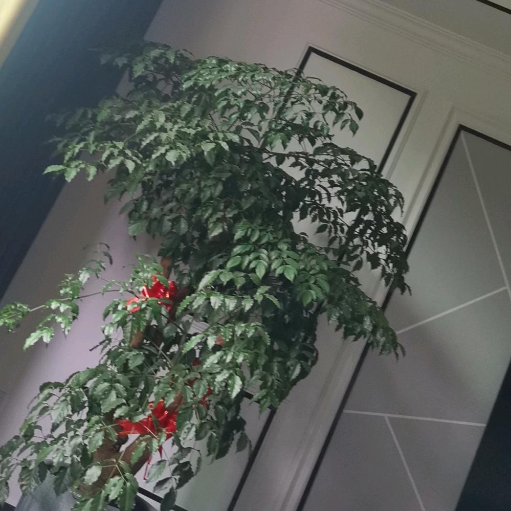 贫困户王大爷
