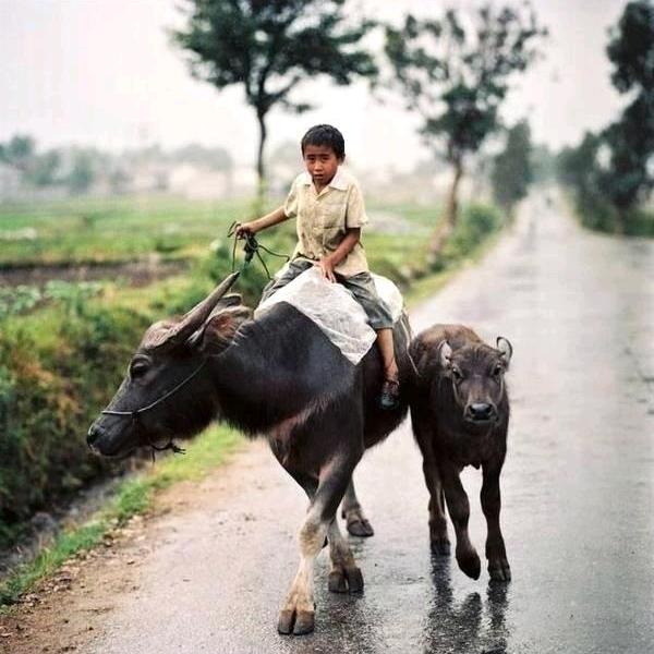 小时候骑牛🐂脸摔歪了😅