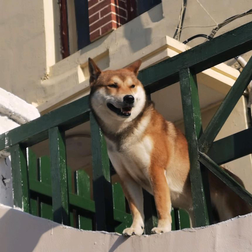 凛冬来雁