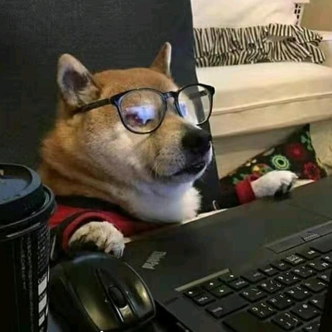 柴犬