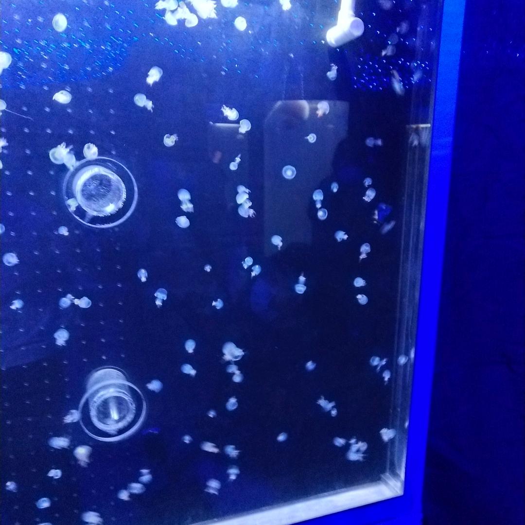虎