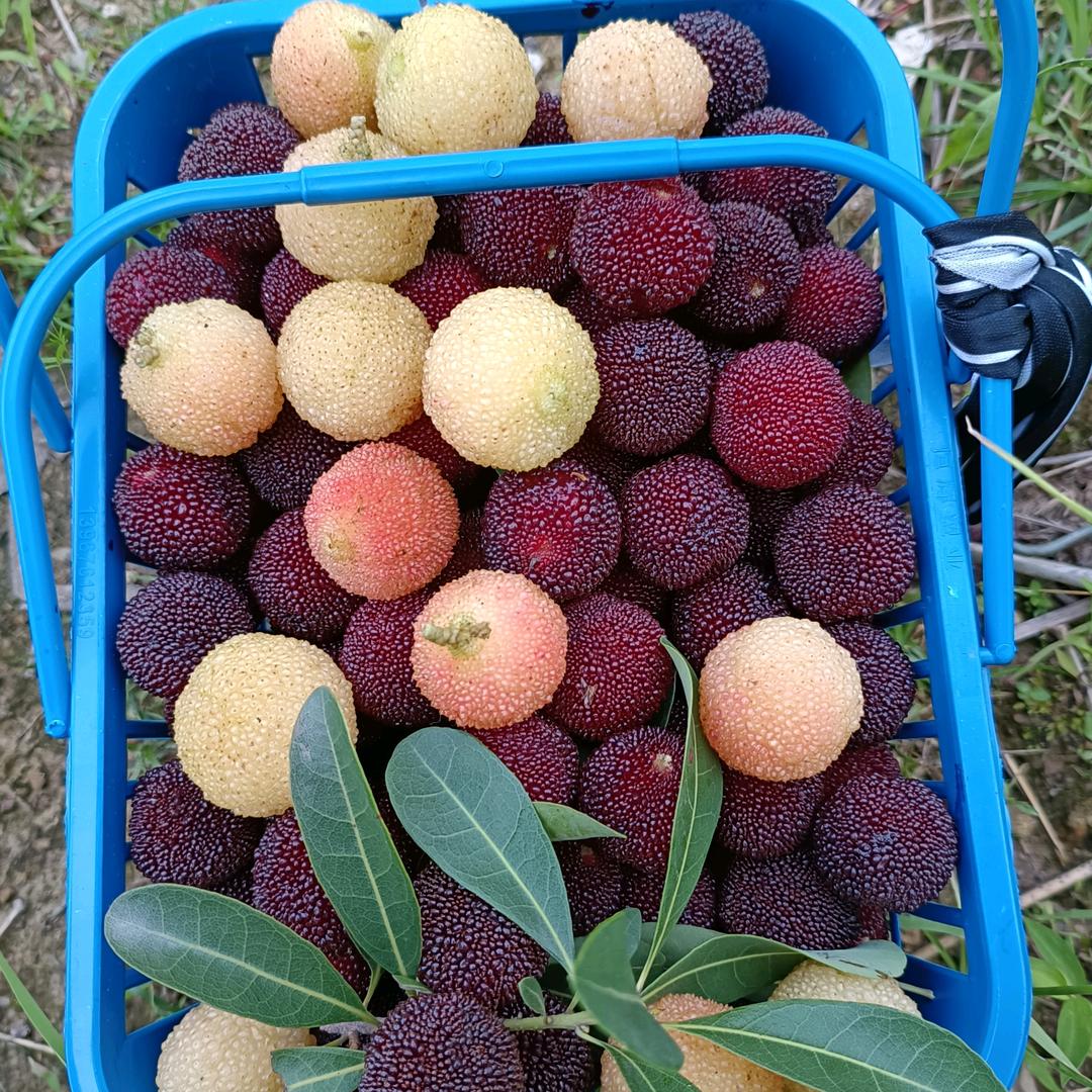 天然山水＜仙居东魁杨梅>