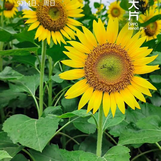 单身找老伴