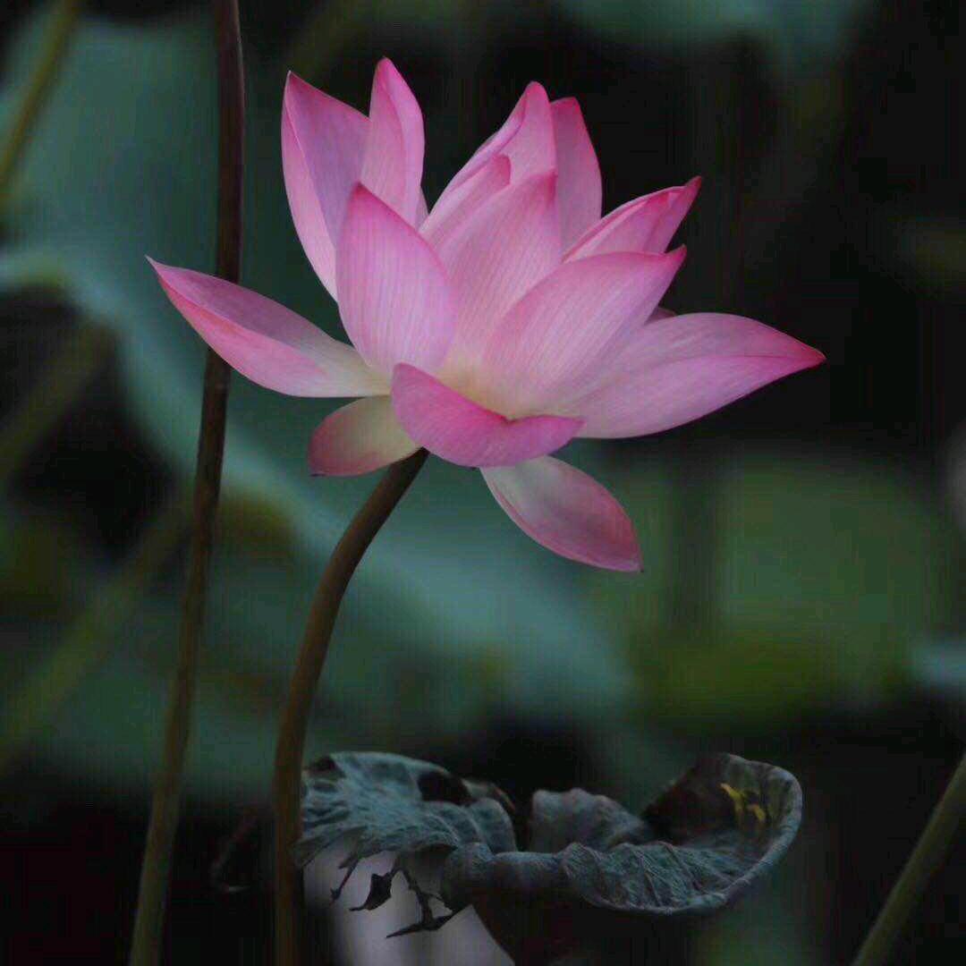 菲莲