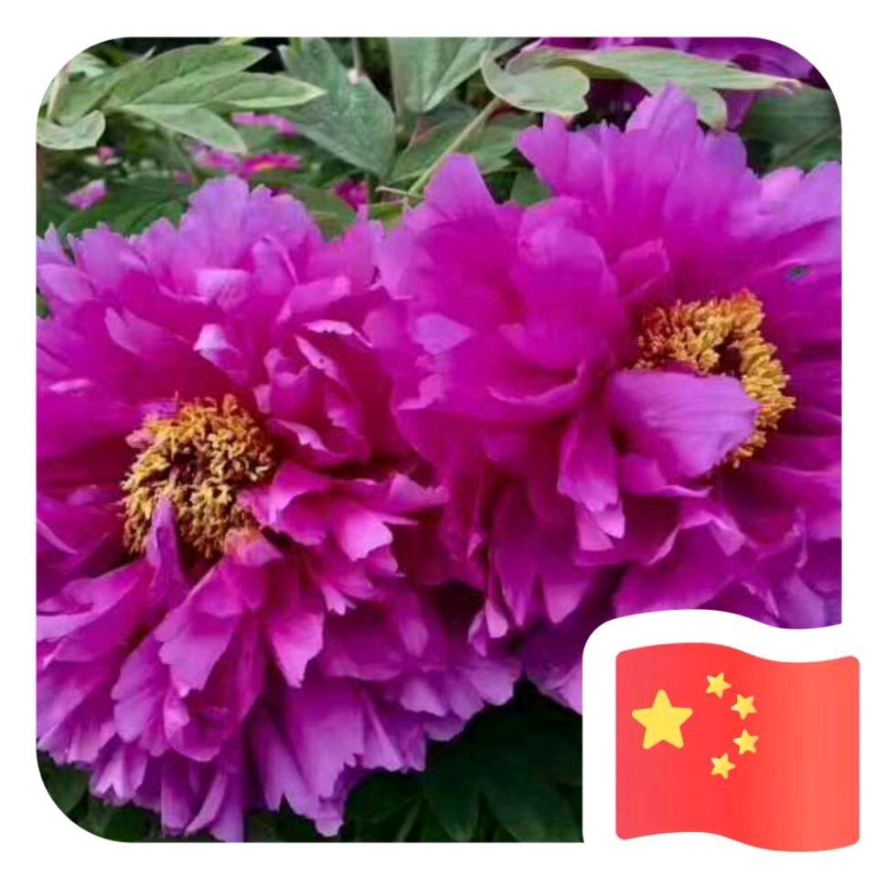 凤和日丽（67年的羊）（拒私聊）