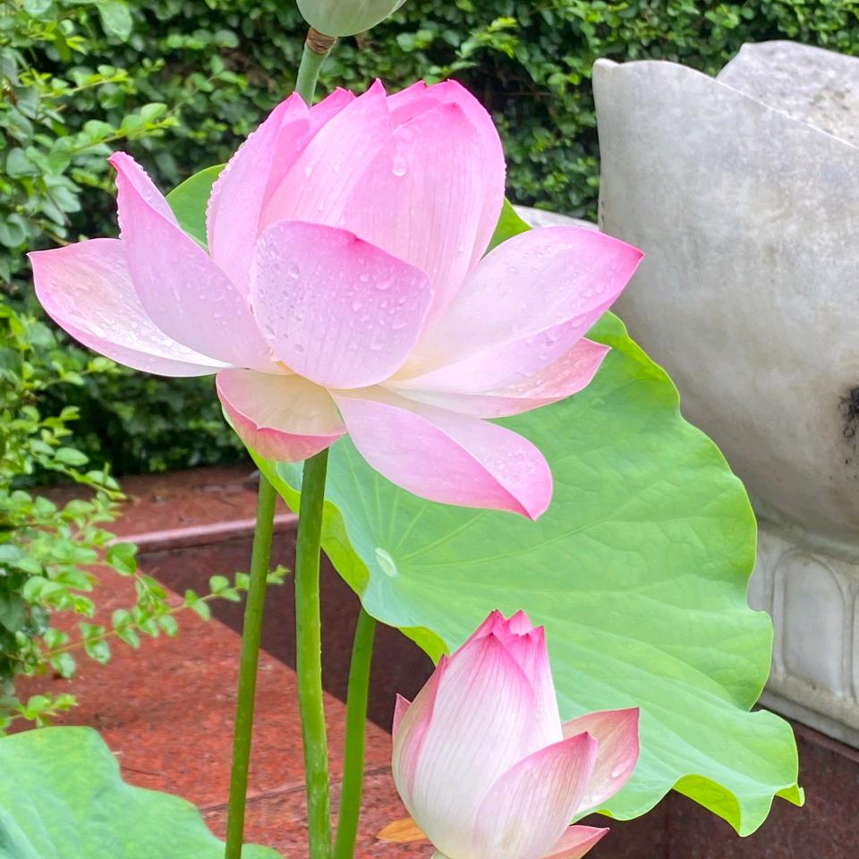 青青家教在荆门(陪学～小初高