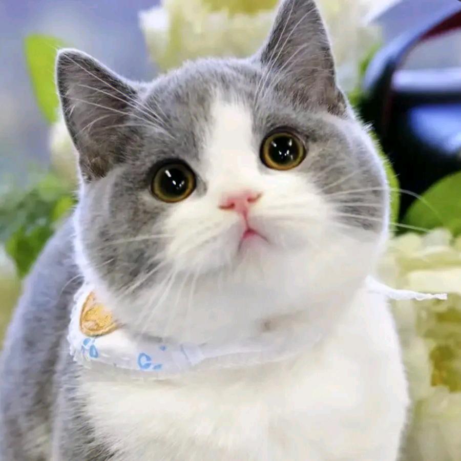 萌宠屋（七只猫）