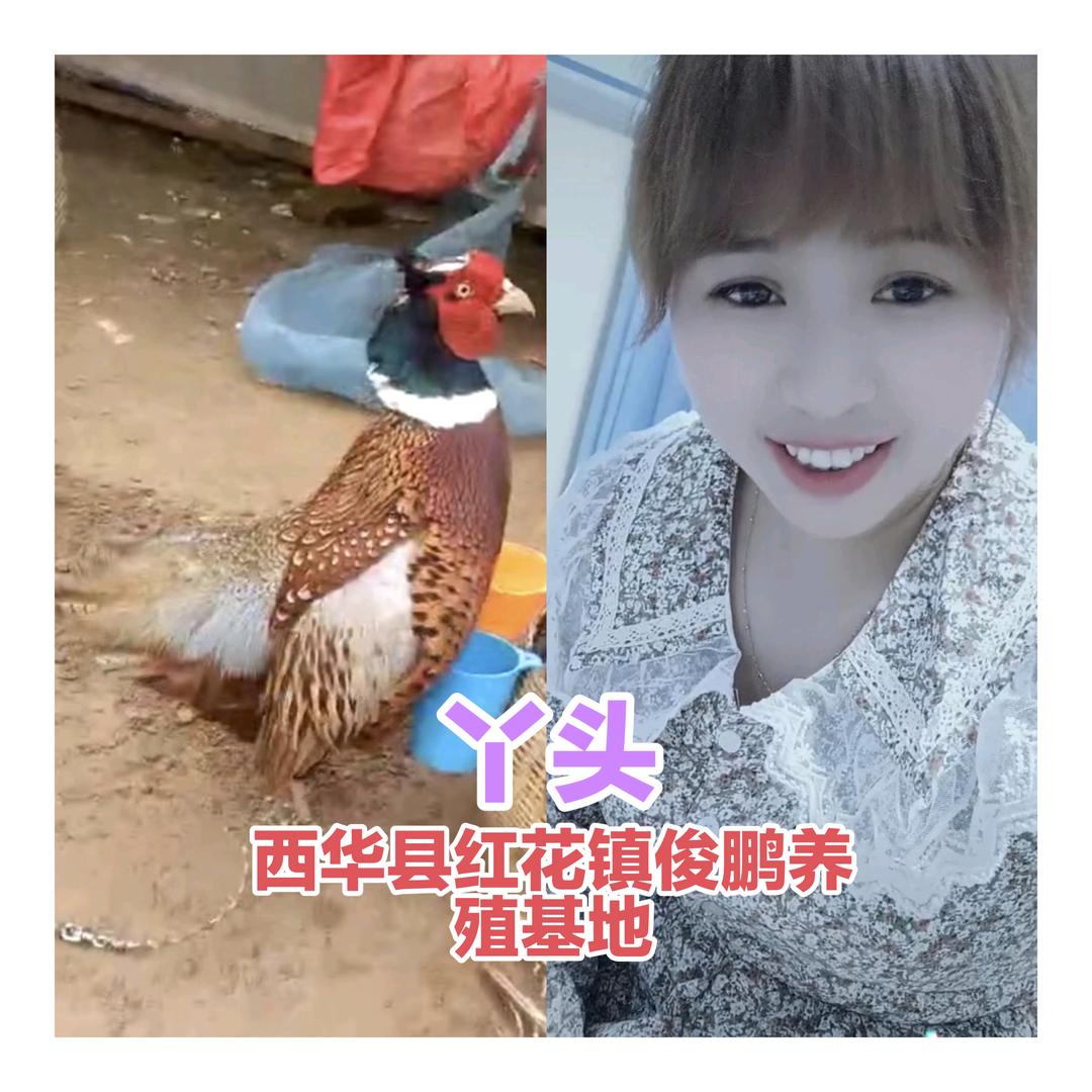 《丫头》西华县红花镇俊鹏养殖基地