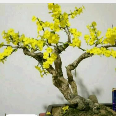 青州美禾农资（美禾迎春）