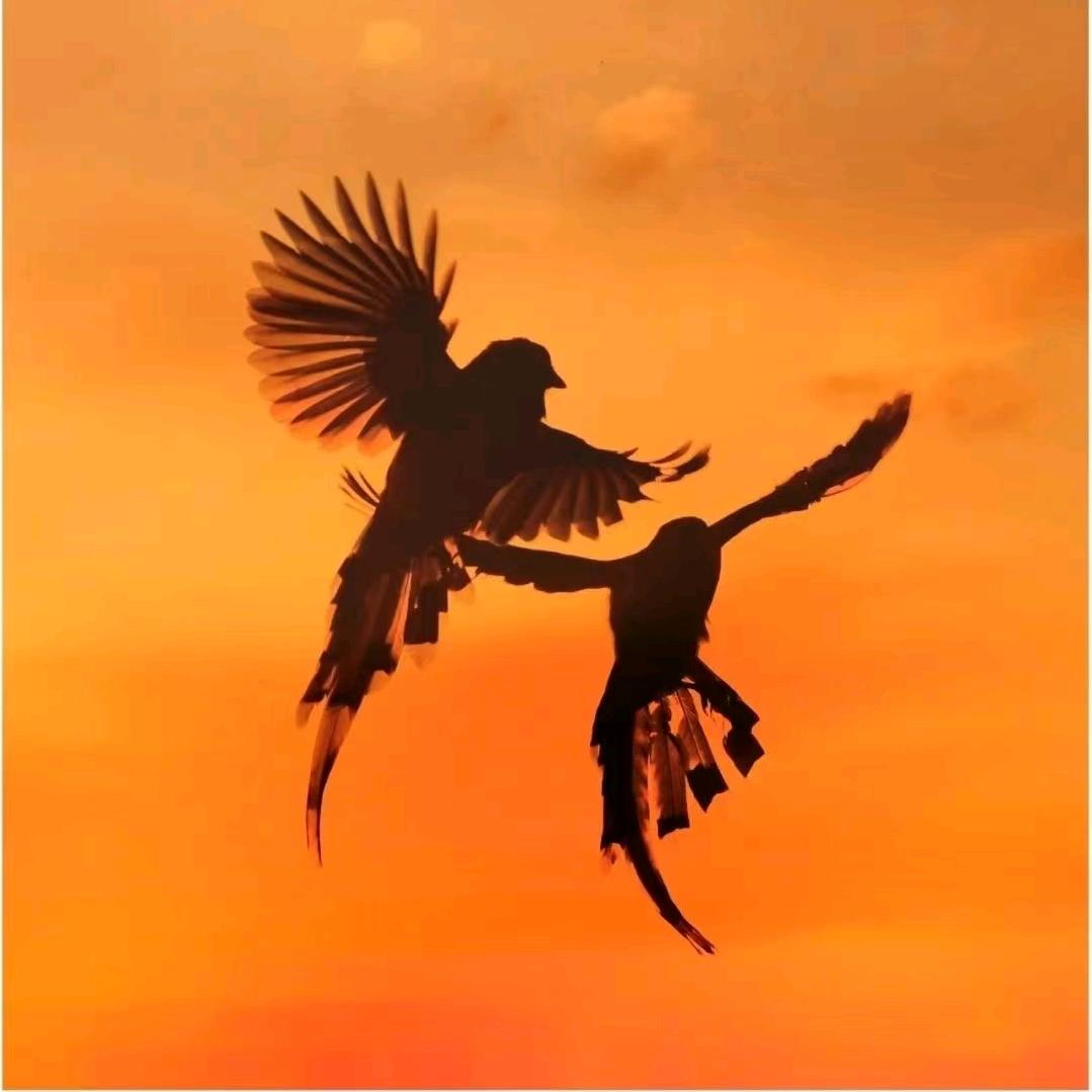 皖鸠香生态农业（刘林）