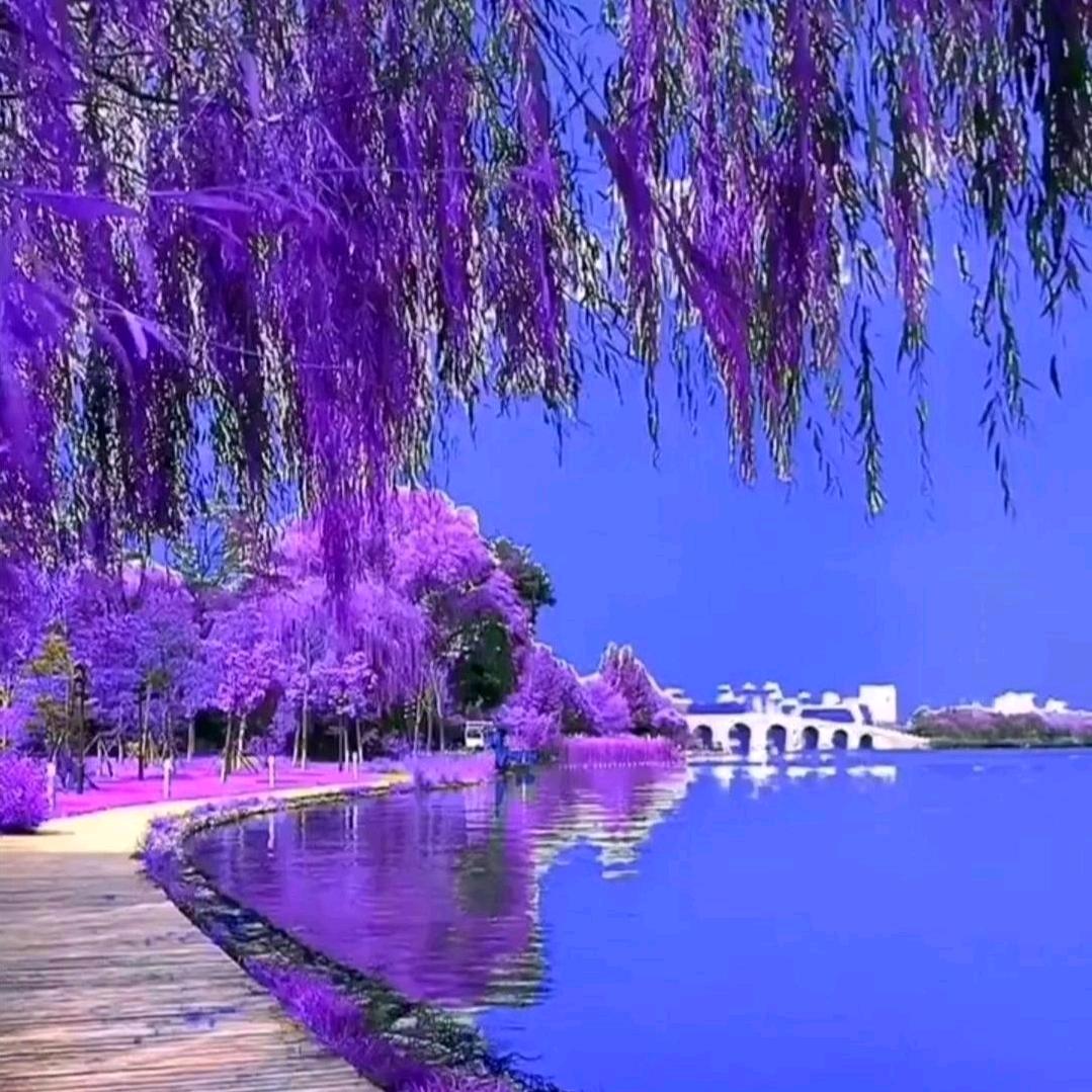 乐乐⛵️（音乐集结号）