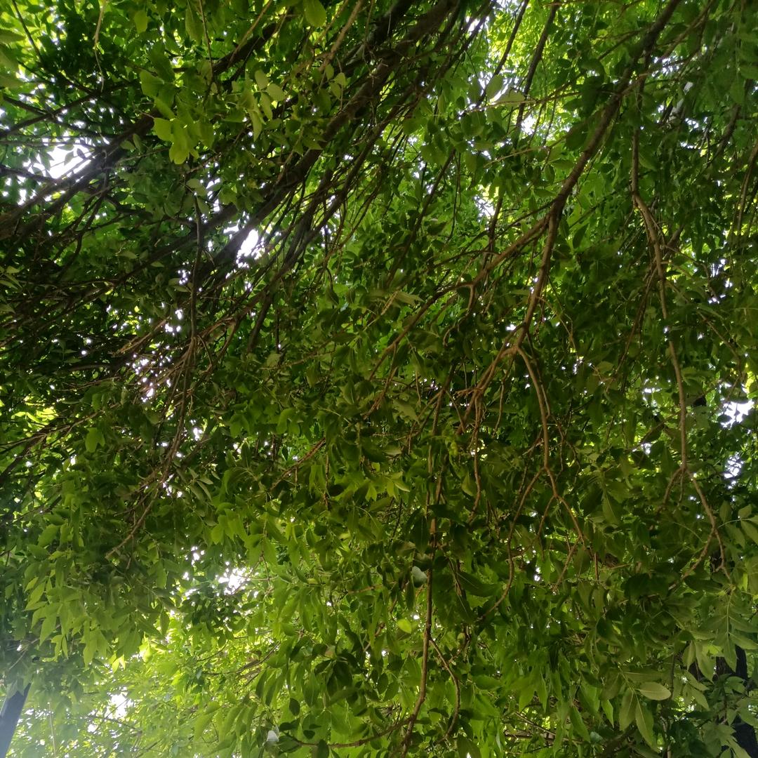 青青