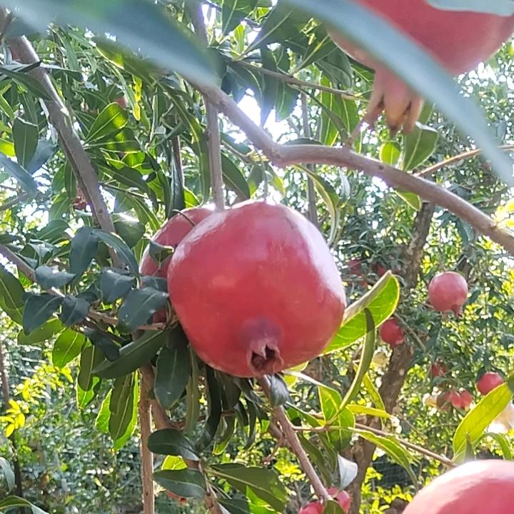 榴王  王大利不定时