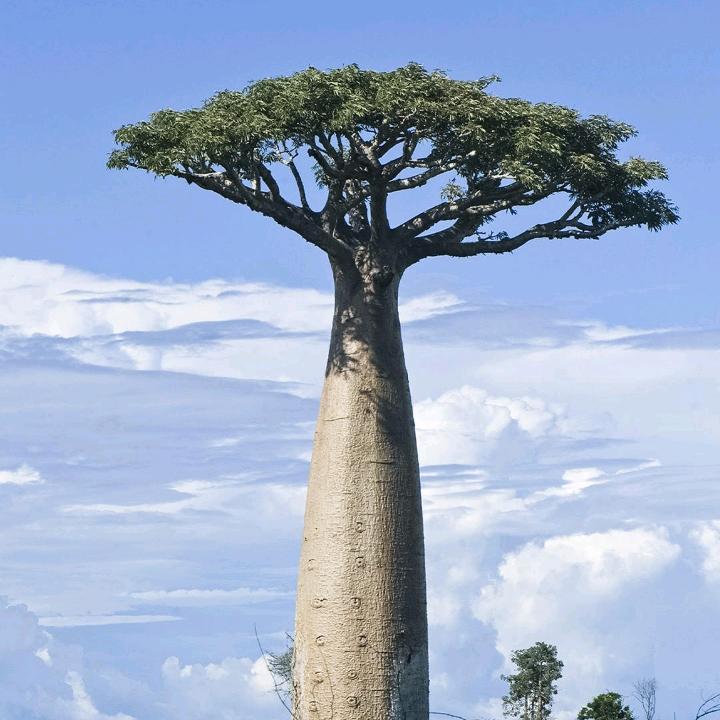 海南九一哥
