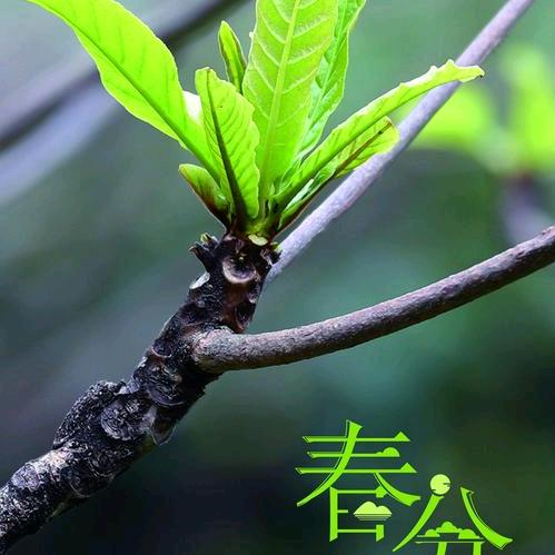 晓 春 芽