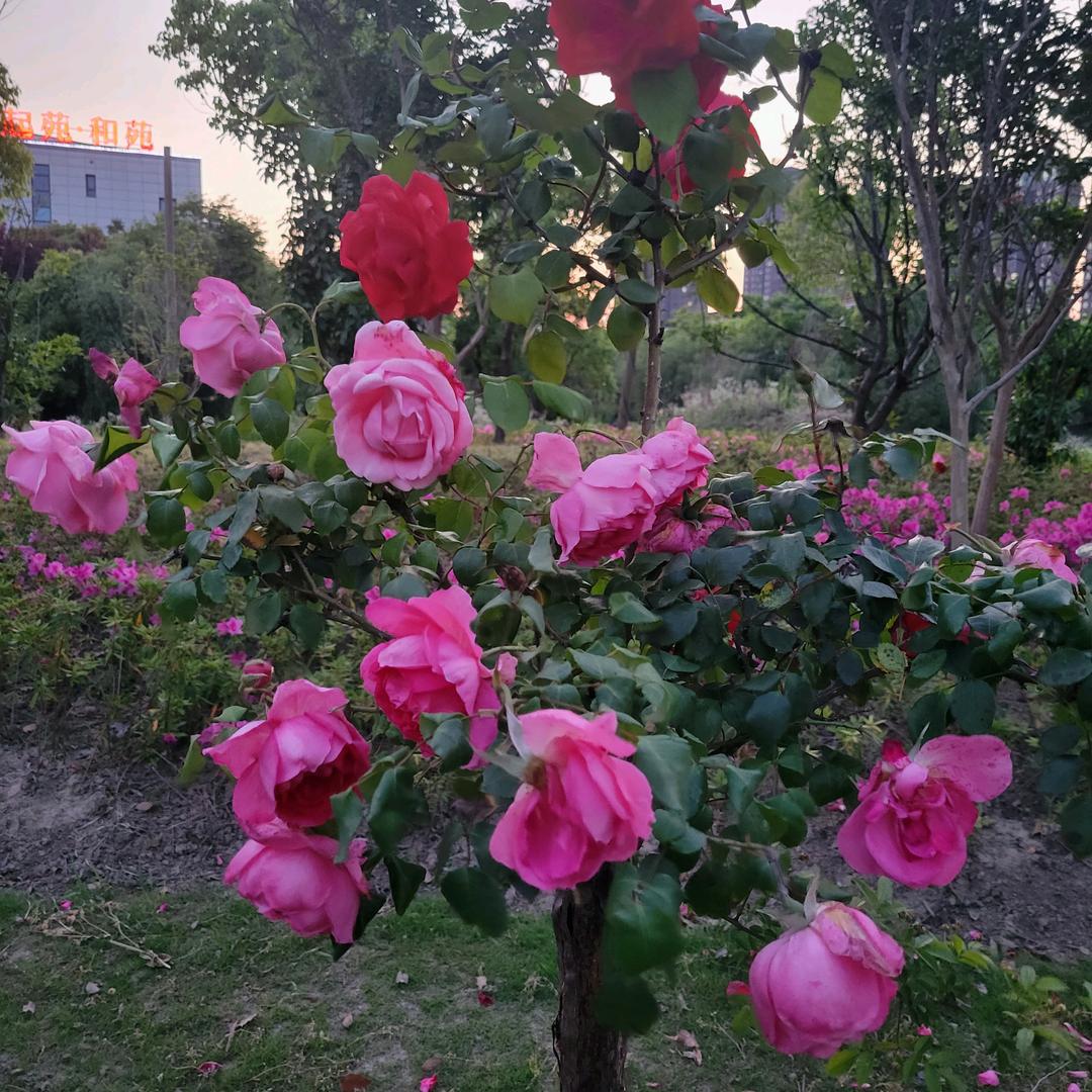 好想你