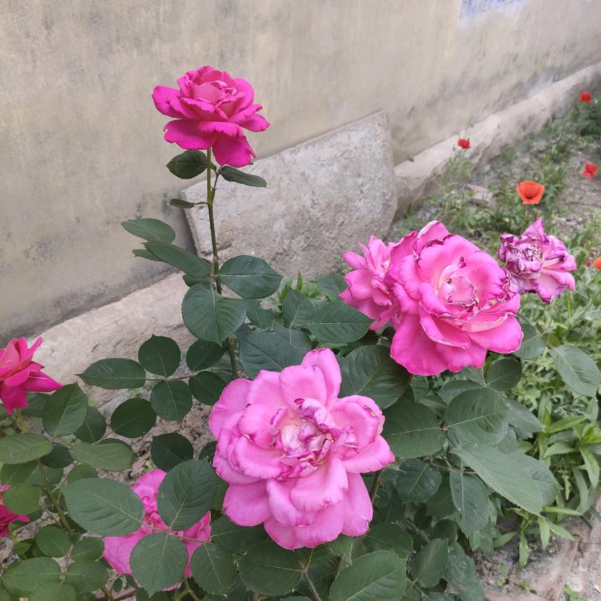 风景无限