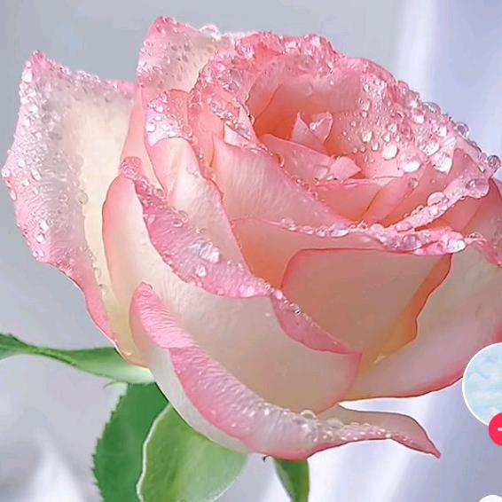 🌸惜秀如金🌸头像