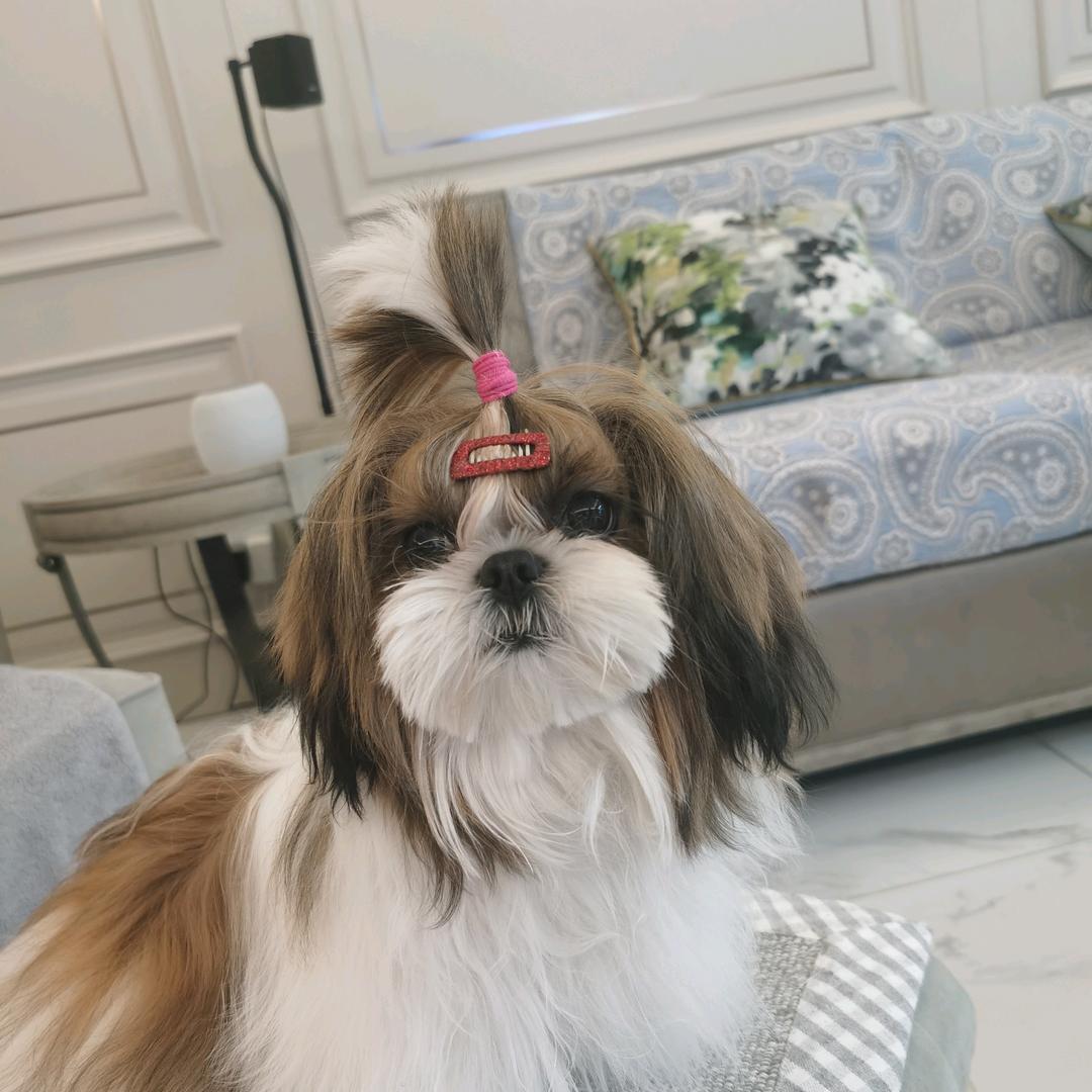 石头-家有萌宠西施犬