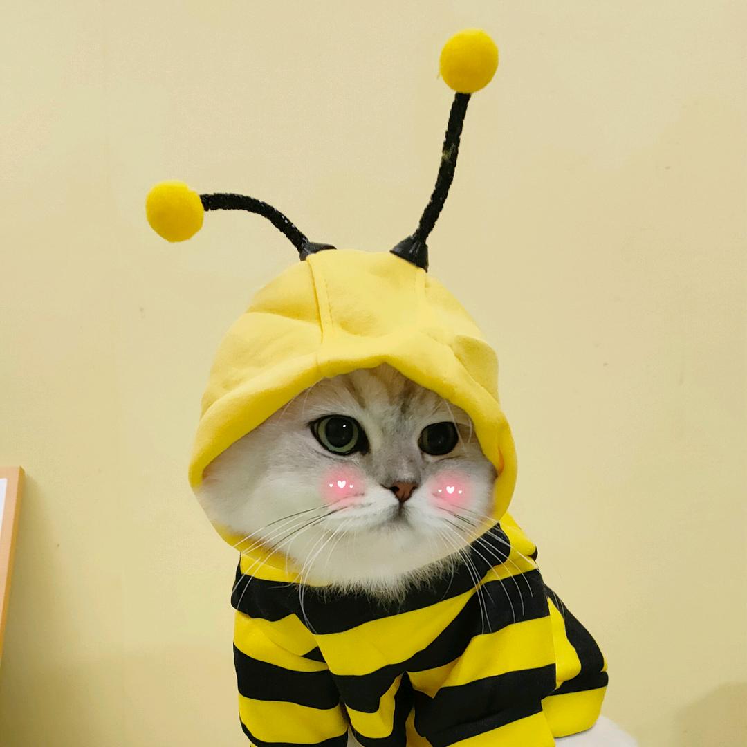 琼舞家喵喵