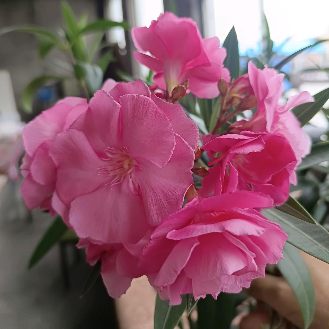 🍀🍀🍀🍀🍀追忆一生🍀🍀🍀