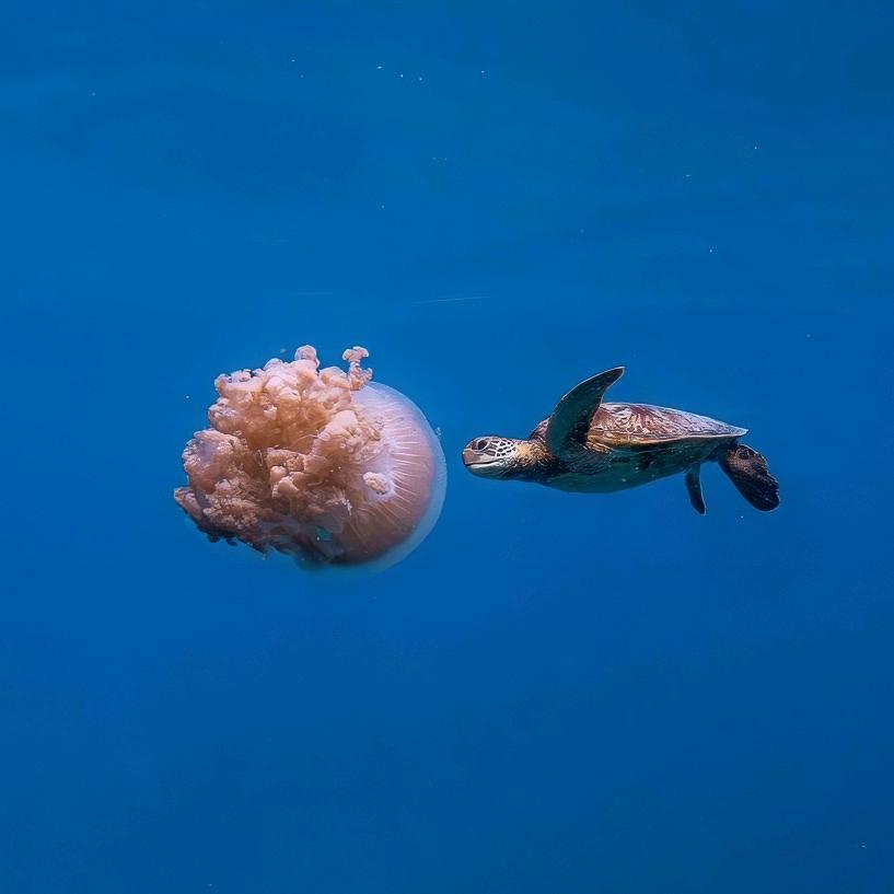 海洋世界