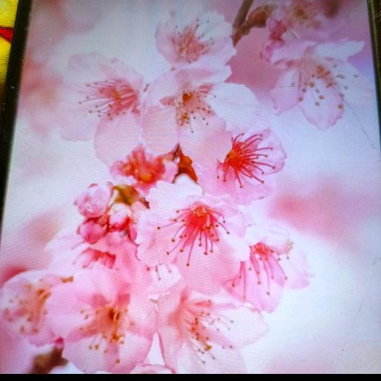 花开富贵🌹🌹