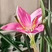 玲