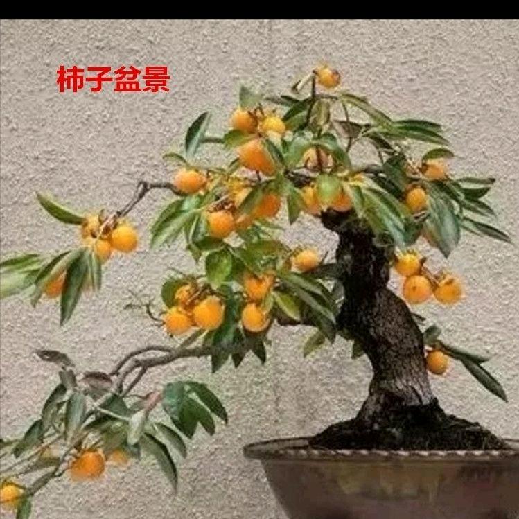 小马盆景园艺
