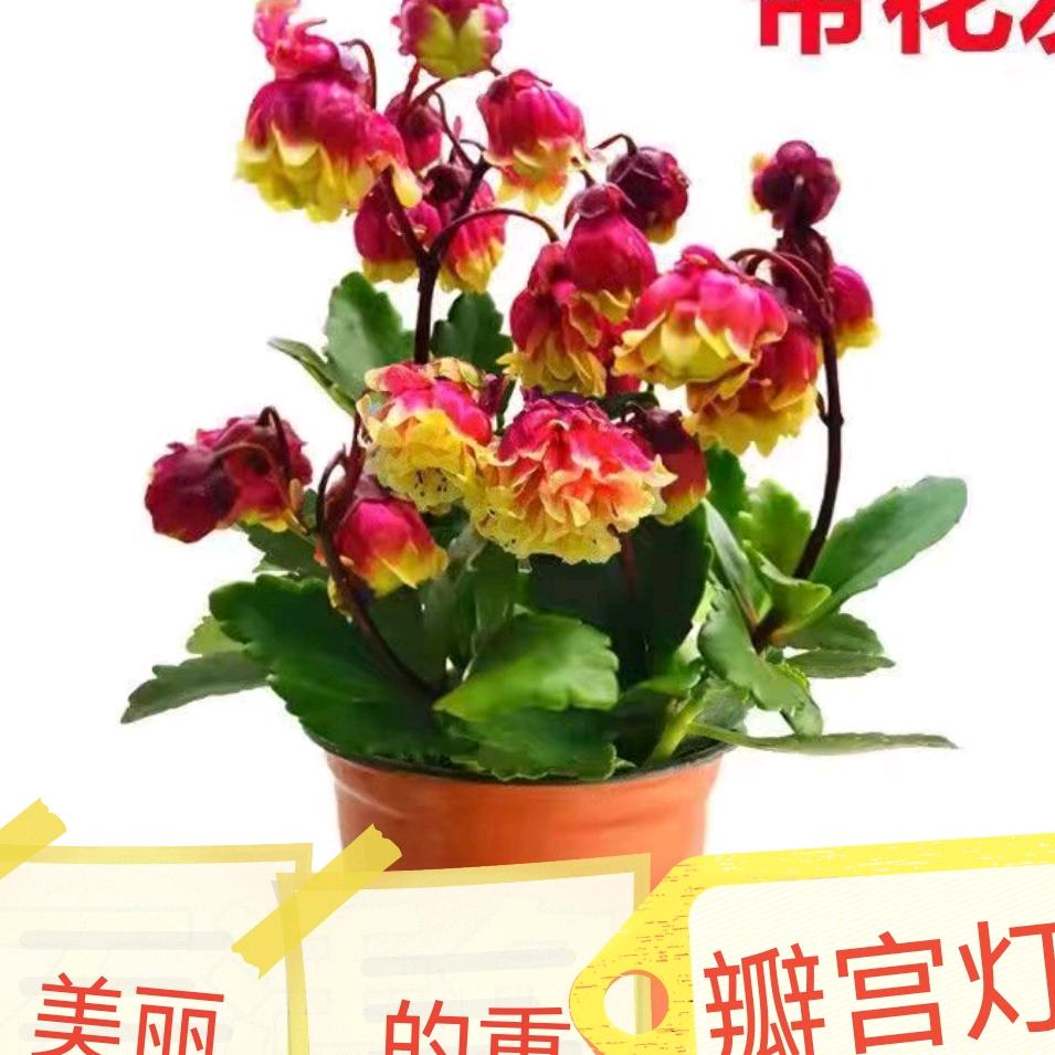 雯雯花卉园艺