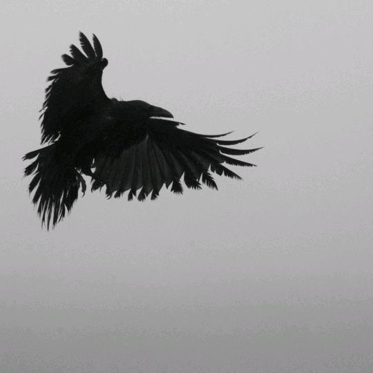羽子样