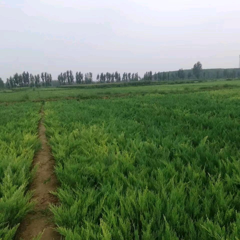 建军苗圃~全国找苗合作