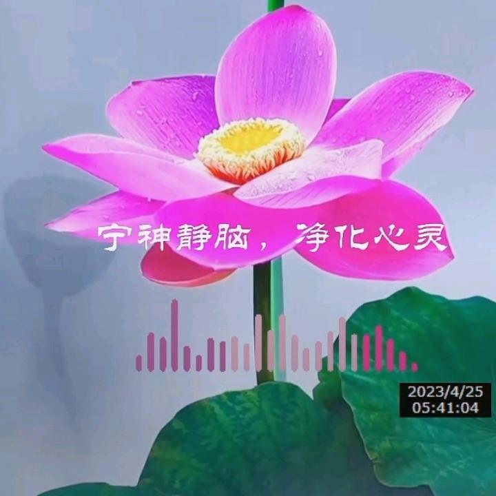 红玫瑰