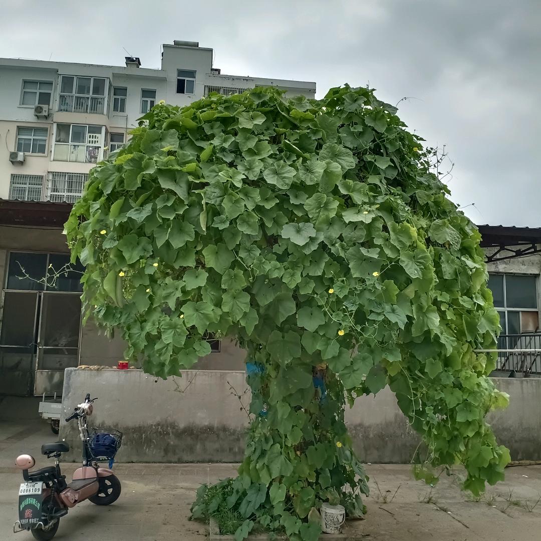 莒州乐
