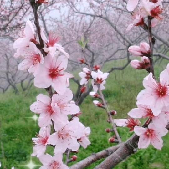 爱喝奶茶的娜娜