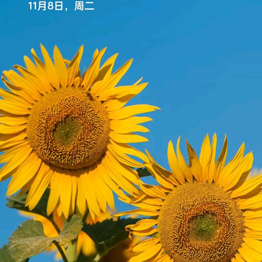 老黄