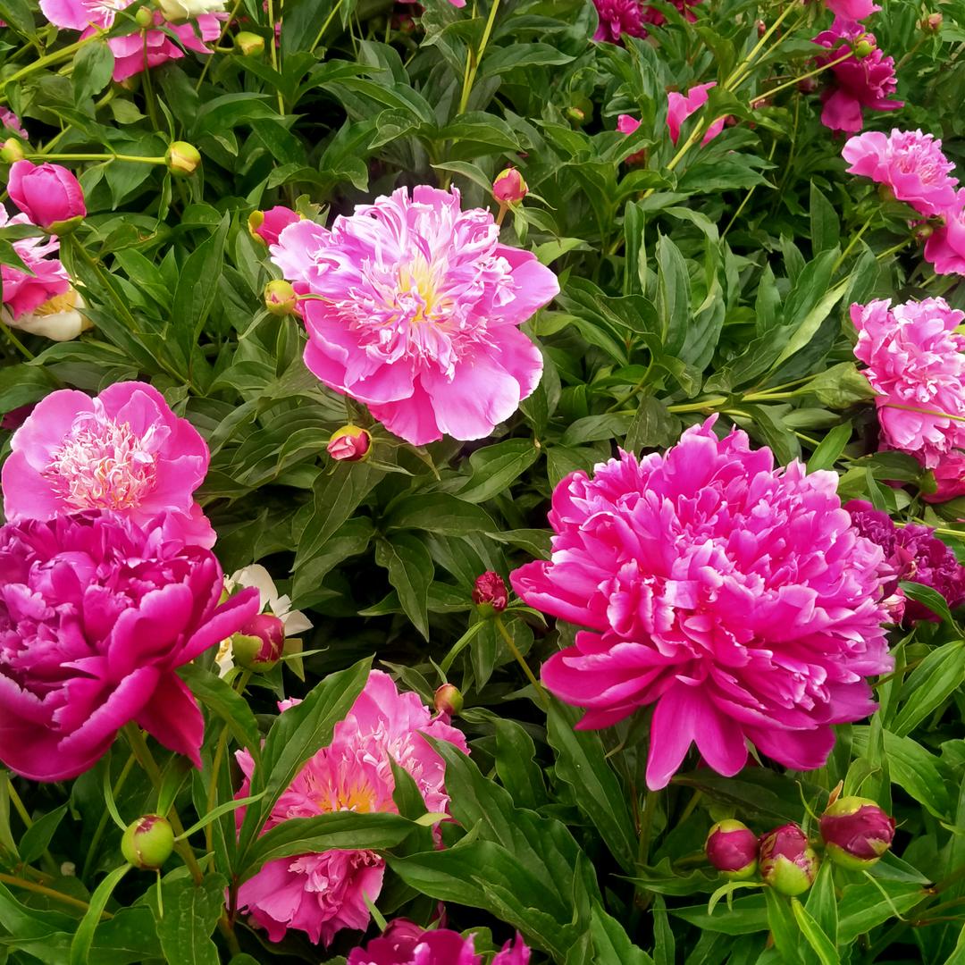 👒👒开心每一天