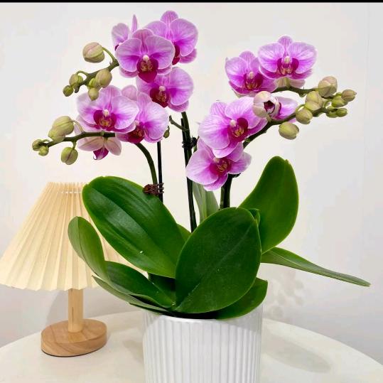 🌸兰馨🌸