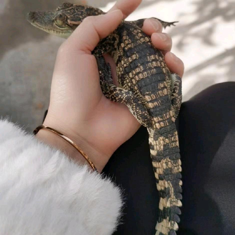 广东鳄鱼妹子