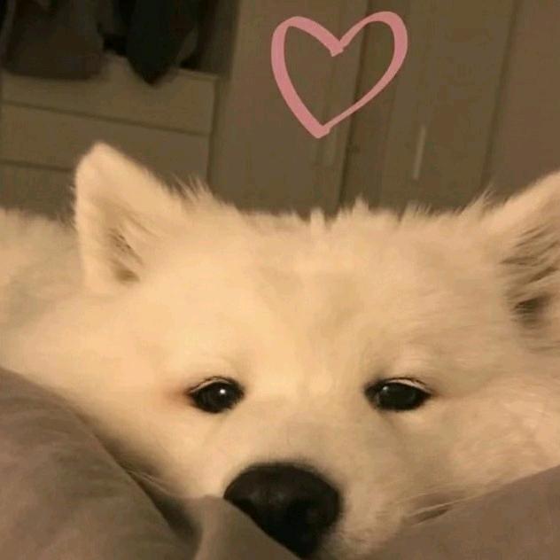 高院长